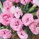 image de Dianthus