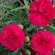 image de Dianthus