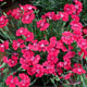 image de Dianthus