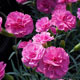 image de Dianthus