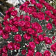 image de Dianthus