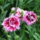 image de Dianthus