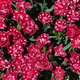 image de Dianthus