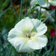 image de Dianthus