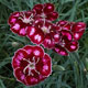 image de Dianthus