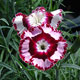 image de Dianthus