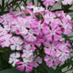 image de Dianthus 