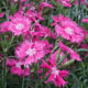 image de Dianthus