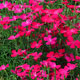 image de Dianthus deltoides