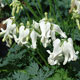 image de Dicentra x