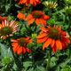 image de Echinacea