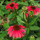 image de Echinacea