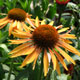 image de Echinacea