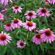 image de Echinacea