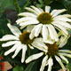 image de Echinacea