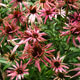 image de Echinacea