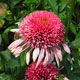 image de Echinacea