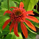 image de Echinacea