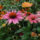 image de Echinacea