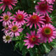 image de Echinacea