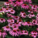 image de Échinacea