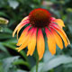 image de Echinacea