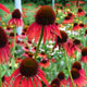 image de Echinacea x