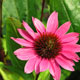 image de Echinacea