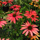 image de Echinacea