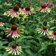 image de Echinacea x