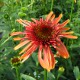 image de Echinacea x