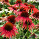 image de Echinacea x