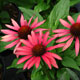 image de Echinacea x