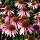 image de Echinacea