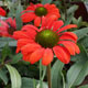 image de Echinacea