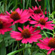 image de Echinacea