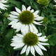 image de Echinacea