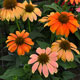 image de Echinacea