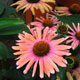 image de Echinacea x