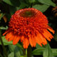 image de Echinacea