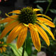 image de Echinacea x