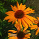 image de Echinacea