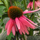 image de Echinacea