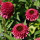 image de Echinacea