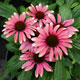 image de Echinacea