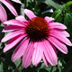 image de Echinacea