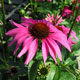 image de Echinacea