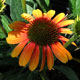 image de Echinacea