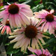 image de Echinacea