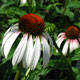 image de Echinacea